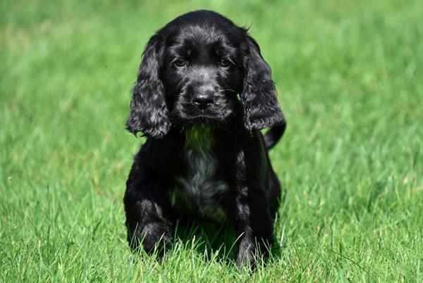 Grote foto engelse cocker spani l pups te koop belgisch dieren en toebehoren retrievers spani ls en waterhonden