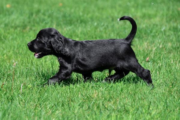 Grote foto engelse cocker spani l pups te koop belgisch dieren en toebehoren retrievers spani ls en waterhonden