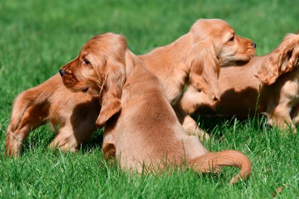 Grote foto engelse cocker spani l pups te koop belgisch dieren en toebehoren retrievers spani ls en waterhonden