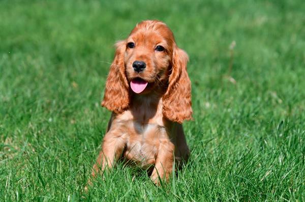 Grote foto engelse cocker spani l pups te koop belgisch dieren en toebehoren retrievers spani ls en waterhonden