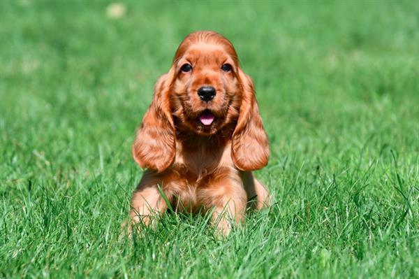 Grote foto engelse cocker spani l pups te koop belgisch dieren en toebehoren retrievers spani ls en waterhonden