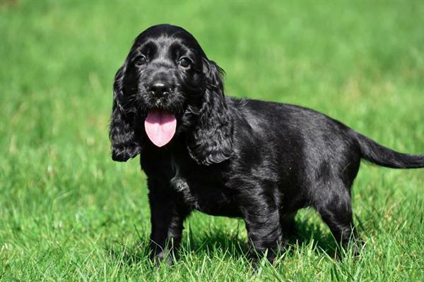 Grote foto engelse cocker spani l pups te koop belgisch dieren en toebehoren retrievers spani ls en waterhonden