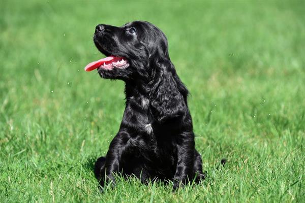 Grote foto engelse cocker spani l pups te koop belgisch dieren en toebehoren retrievers spani ls en waterhonden