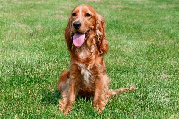 Grote foto engelse cocker spani l pups te koop belgisch dieren en toebehoren retrievers spani ls en waterhonden