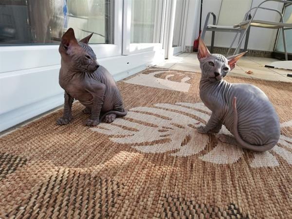 Grote foto sphynx met stamboom dieren en toebehoren raskatten korthaar