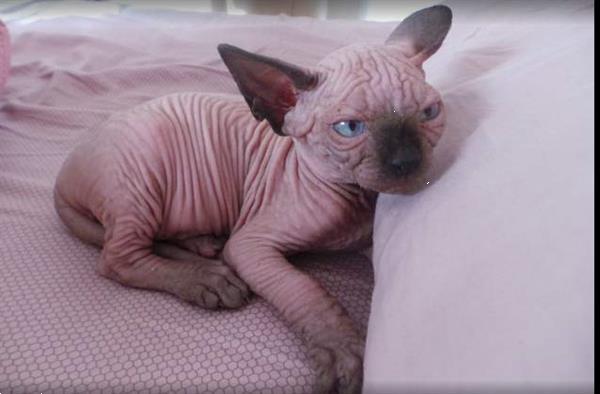 Grote foto sphynx met stamboom dieren en toebehoren raskatten korthaar