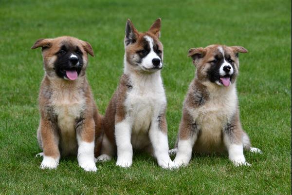 Grote foto amerikaanse akita pups te koop ouders aanwezig dieren en toebehoren poolhonden keeshonden en oertypen