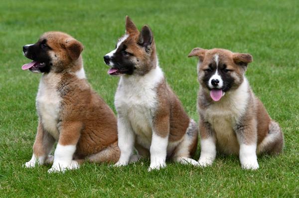 Grote foto amerikaanse akita pups te koop ouders aanwezig dieren en toebehoren poolhonden keeshonden en oertypen