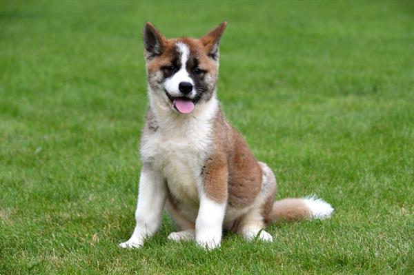 Grote foto amerikaanse akita pups te koop ouders aanwezig dieren en toebehoren poolhonden keeshonden en oertypen