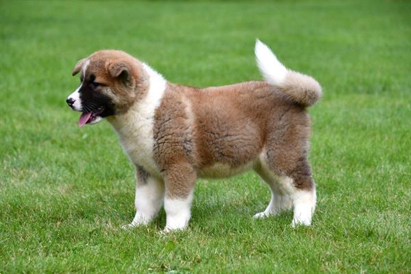 Grote foto amerikaanse akita pups te koop ouders aanwezig dieren en toebehoren poolhonden keeshonden en oertypen