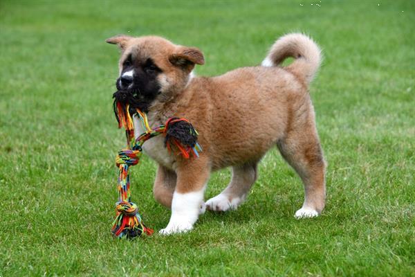 Grote foto amerikaanse akita pups te koop ouders aanwezig dieren en toebehoren poolhonden keeshonden en oertypen