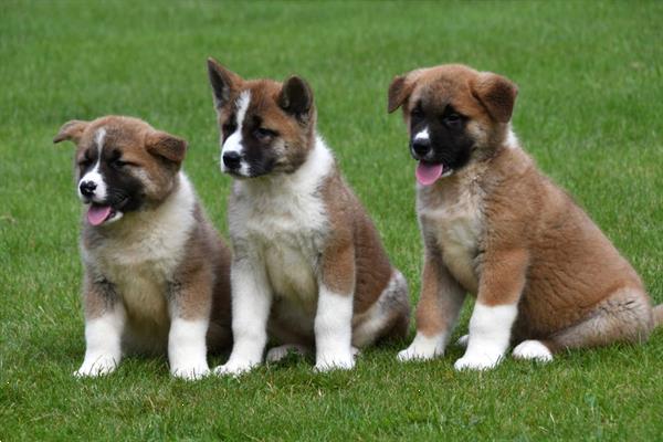 Grote foto amerikaanse akita pups te koop ouders aanwezig dieren en toebehoren poolhonden keeshonden en oertypen