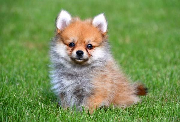 Grote foto dwergkeeshond pups te koop dieren en toebehoren chihuahua en gezelschapshonden