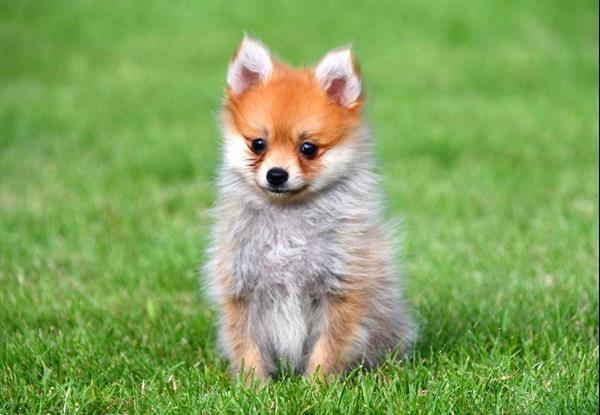 Grote foto dwergkeeshond pups te koop dieren en toebehoren chihuahua en gezelschapshonden