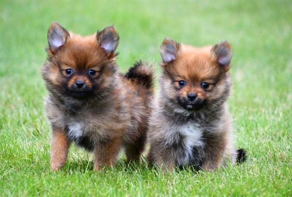 Grote foto dwergkeeshond pups te koop dieren en toebehoren chihuahua en gezelschapshonden