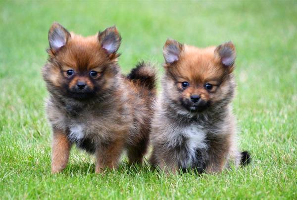 Grote foto dwergkeeshond pups te koop dieren en toebehoren chihuahua en gezelschapshonden