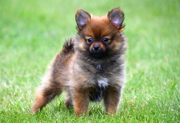 Grote foto dwergkeeshond pups te koop dieren en toebehoren chihuahua en gezelschapshonden