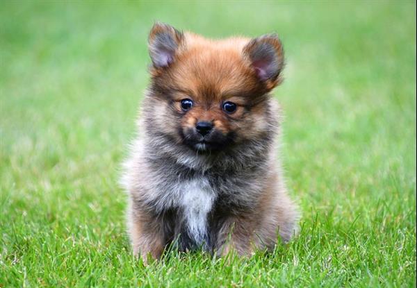 Grote foto dwergkeeshond pups te koop dieren en toebehoren chihuahua en gezelschapshonden