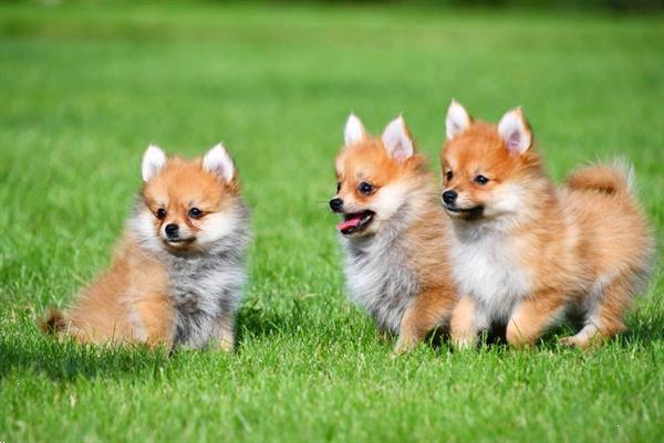 Grote foto dwergkeeshond pups te koop dieren en toebehoren chihuahua en gezelschapshonden