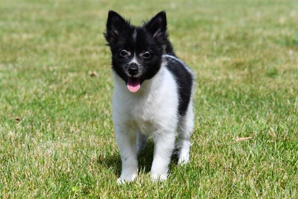 Grote foto dwergkeeshond pups te koop dieren en toebehoren chihuahua en gezelschapshonden