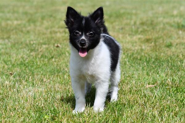 Grote foto dwergkeeshond pups te koop dieren en toebehoren chihuahua en gezelschapshonden