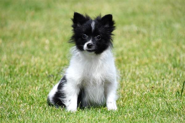 Grote foto dwergkeeshond pups te koop dieren en toebehoren chihuahua en gezelschapshonden