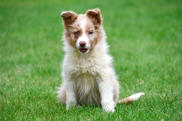 Grote foto border collie pups te koop belgisch dieren en toebehoren herdershonden en veedrijvers