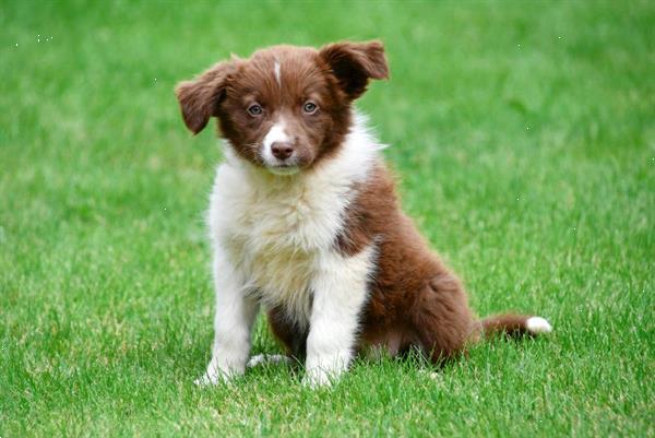 Grote foto border collie pups te koop belgisch dieren en toebehoren herdershonden en veedrijvers