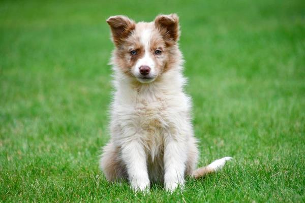 Grote foto border collie pups te koop belgisch dieren en toebehoren herdershonden en veedrijvers