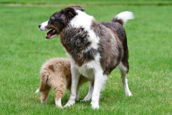 Grote foto border collie pups te koop belgisch dieren en toebehoren herdershonden en veedrijvers