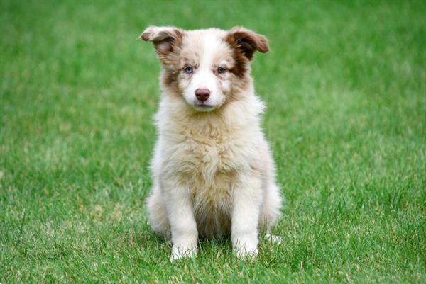 Grote foto border collie pups te koop belgisch dieren en toebehoren herdershonden en veedrijvers