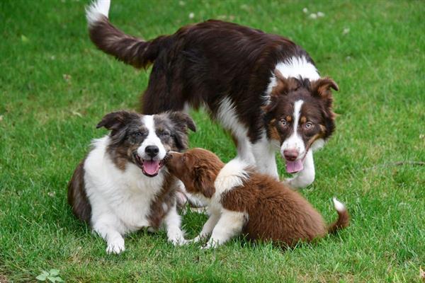 Grote foto border collie pups te koop belgisch dieren en toebehoren herdershonden en veedrijvers