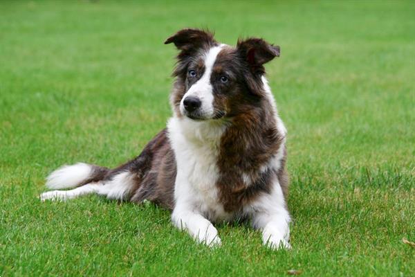 Grote foto border collie pups te koop belgisch dieren en toebehoren herdershonden en veedrijvers