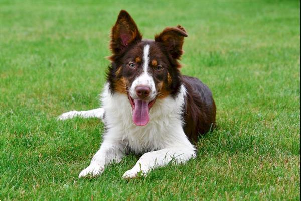 Grote foto border collie pups te koop belgisch dieren en toebehoren herdershonden en veedrijvers