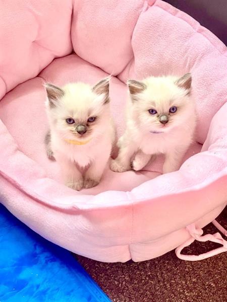 Grote foto geteste dekreu ragdoll kittens 5 dieren en toebehoren overige katten