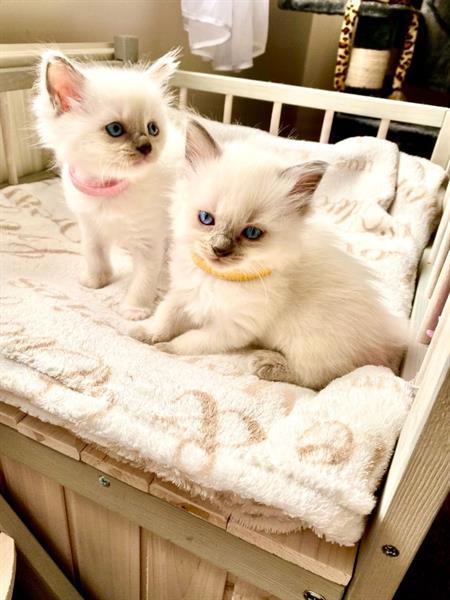 Grote foto geteste dekreu ragdoll kittens 5 dieren en toebehoren overige katten