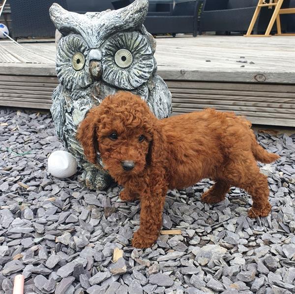 Grote foto abrikoos rood 5 miniatuur poedels dieren en toebehoren overige honden