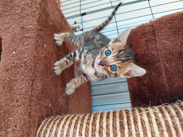 Grote foto dekhengst blauwe ogen bengalen dieren en toebehoren overige katten