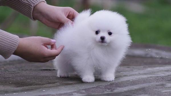 Grote foto pomeranian pomeriaan dwergkees reutjes puppy dieren en toebehoren poolhonden keeshonden en oertypen