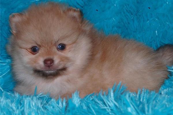 Grote foto pomeranian pomeriaan dwergkees reutjes puppy dieren en toebehoren poolhonden keeshonden en oertypen