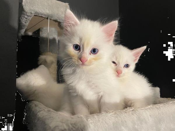 Grote foto 4 kleine turkse angora kittens dieren en toebehoren overige katten