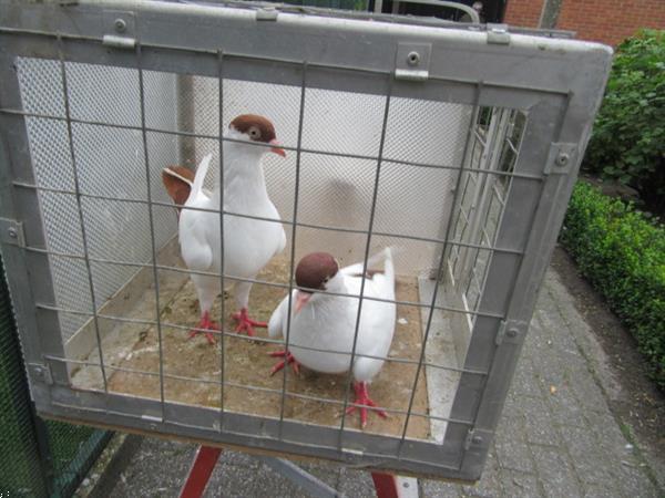 Grote foto verschillende sierduiven allen van dit jaar dieren en toebehoren duiven