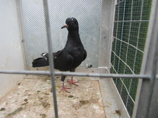 Grote foto verschillende sierduiven allen van dit jaar dieren en toebehoren duiven