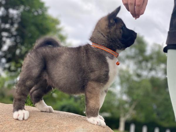 Grote foto nest getrainde 5 akita pups dieren en toebehoren overige honden