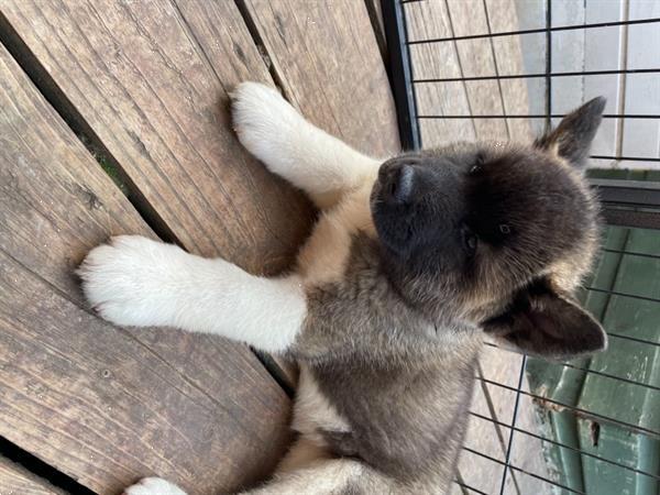 Grote foto nest getrainde 5 akita pups dieren en toebehoren overige honden