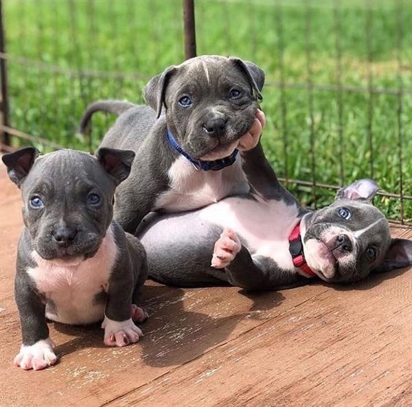 Grote foto 3 gezonde amerikaanse pitbull terri rs dieren en toebehoren jack russells en terri rs