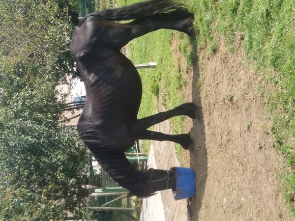 Grote foto friese merrie dieren en toebehoren paarden