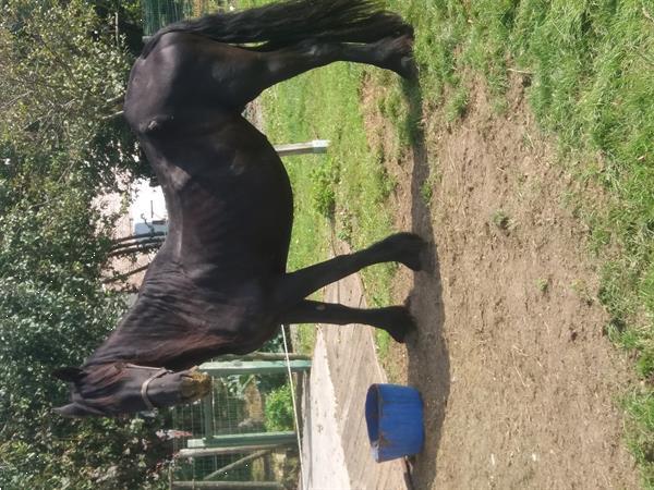 Grote foto friese merrie dieren en toebehoren paarden