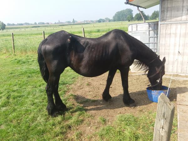 Grote foto friese merrie dieren en toebehoren paarden