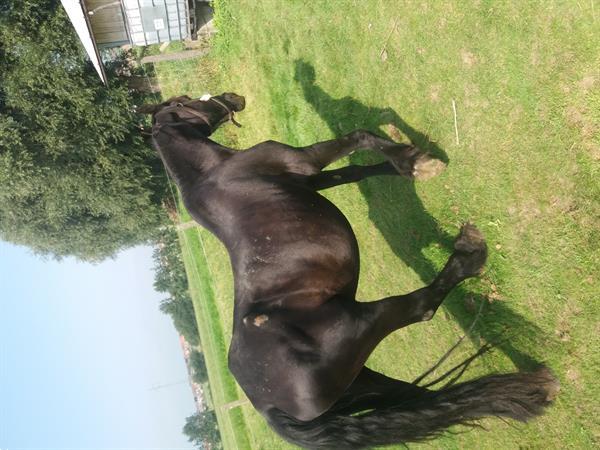 Grote foto friese merrie dieren en toebehoren paarden